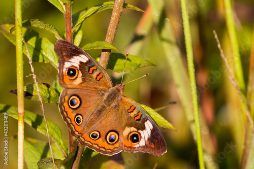 A Common Buckeye (Junonia coenia) butterfly in Virginia.