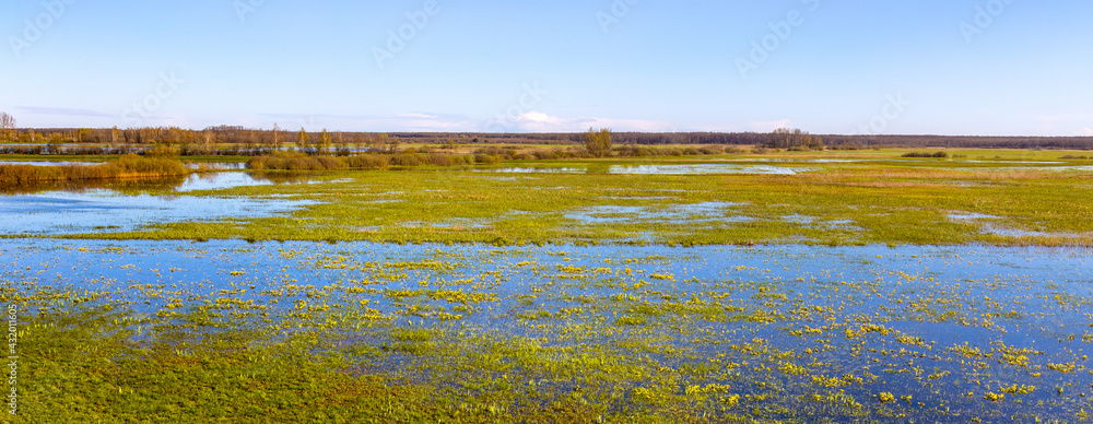 Early spring panoramic view of Narew river valley wetlands with marsh-marigold flowers and nature reserve in Zajki village near Wizna in Podlaskie voivodship in Poland - obrazy, fototapety, plakaty 