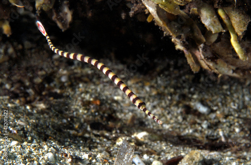 A banded pipefish in Papua New Guinea. photo