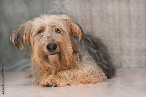 Funny furry dog lies on the floor