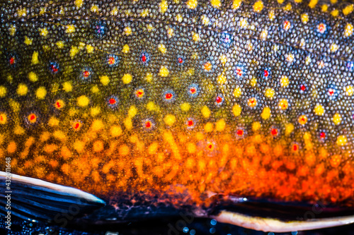 The scales of a spawning male brook trout in southern Patagonia, Argentina. photo