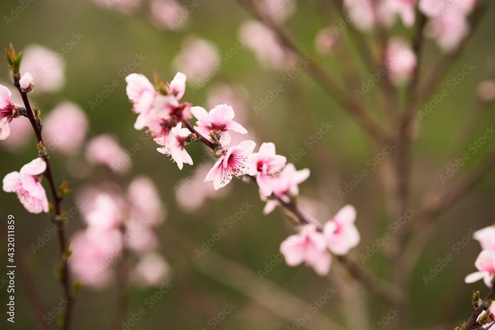  A branch of a blooming peach tree on a blurry green-pink background. Copy space.