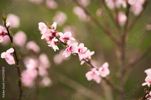 A branch of a blooming peach tree on a blurry green-pink background. Copy space. © ROMAN DZIUBALO