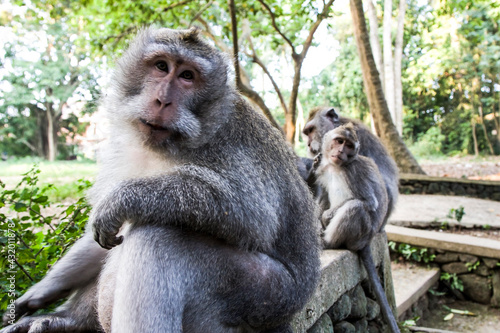 Long-tailed macaques in the monkey forest of Ubud, Bali - Indonesia photo