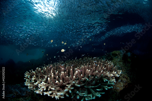 Schools of sardines swarm a shallow reef in Triton Bay Raja Ampat.