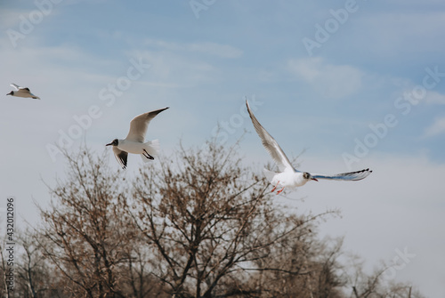 White seagulls are flying against the background of the sky and the tree.