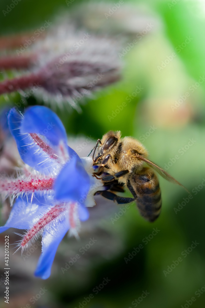 Fototapeta premium Ape su fiore di Borragine