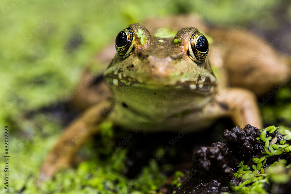 Portrait of a Bronze frog in Jean Lafitte National Historical Park and Preserve, New Orleans, LA. Portrait of a Bronze frog in Jean Lafitte National Historical Park and Preserve, New Orleans, LA.