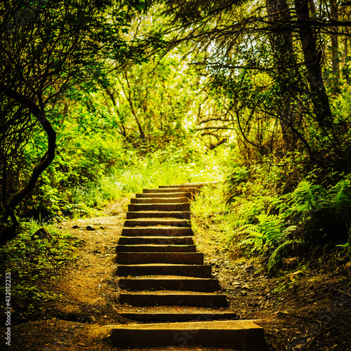 Wooden steps in the trail on the way to Pantoll Station in Mt. Tamalpais State Park.