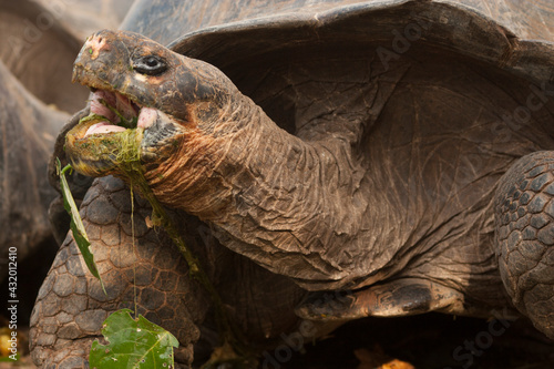 A giant Galapagos tortoise eats, Ecuador. photo