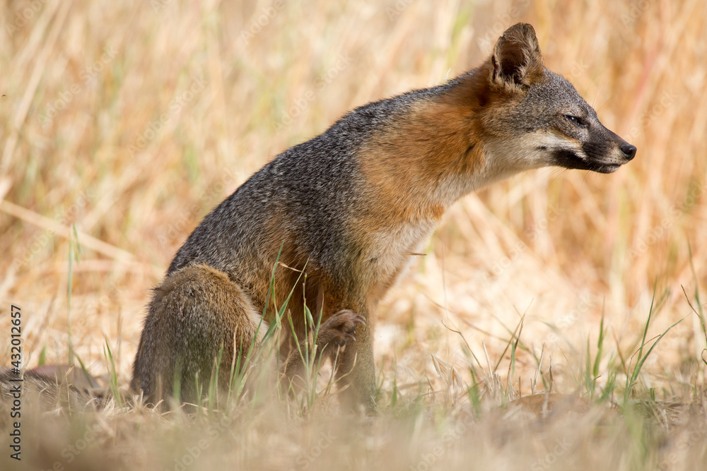 The island fox in the Channel Islands National Park, California, USA. The island fox in the Channel Islands National Park, California, USA.
