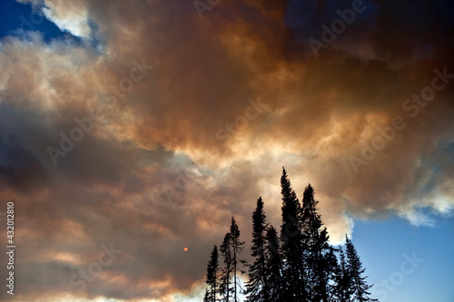 smoke from wildfires covering the sun with lodgepole pines in the foreground photo