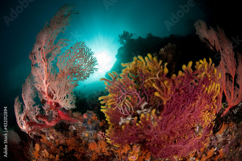 A reef scene with colorful gorgonians and sun in Triton Bay/Raja Ampat, Indonesia photo