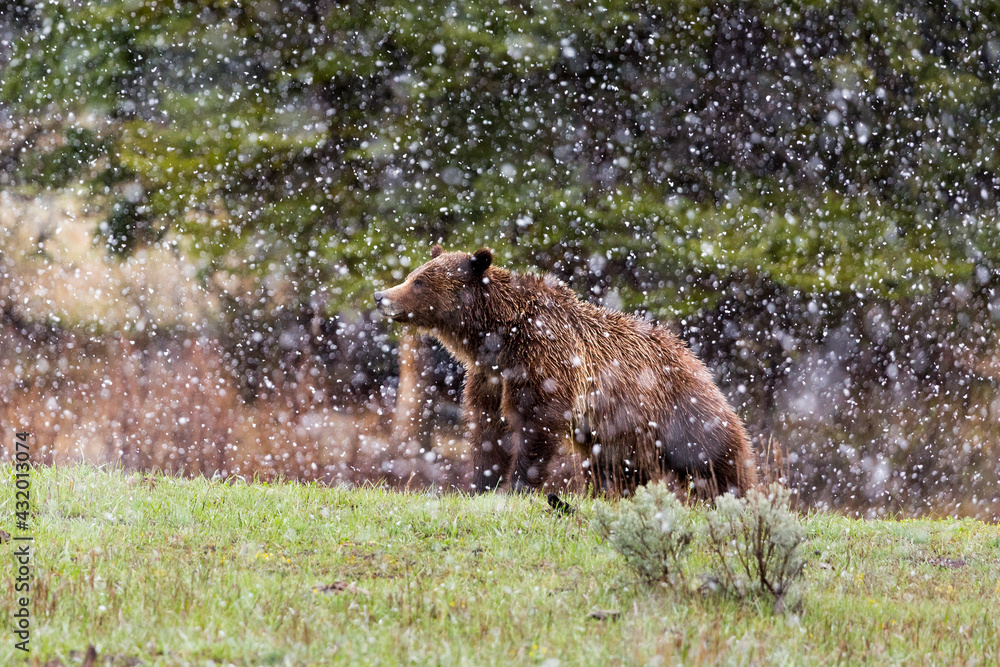 A grizzly bear of Grand Teton National Park standing in a late winter storm, Grand Teton National Park, Wyoming A grizzly bear of Grand Teton National Park standing in a late winter storm, Grand Teton National Park, Wyoming