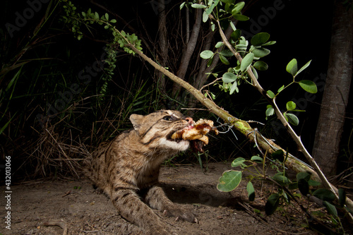 Rip Ear, a wild male fishing cat (Prion Ailurus viverrinus), triggers a camera trap hidden on a fish farm in Sam Roi Yod, Thailand.