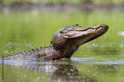 An American Alligator (Alligator mississippiensis) lunges after fish in a shrinking pool in Big Cypress National Preserve. photo