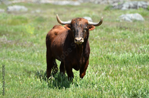 un toro español con mirada desafiante