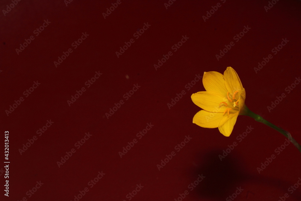 Obraz premium Beautiful background of Flower- Zephyranthes Citrina for seasons greetings.
