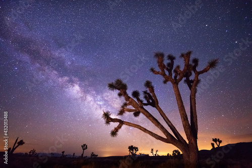 A large Joshua tree frames the summer constellation of the Milky Way, photographed in the wilderness of Death Valley. Single exposure of f/2.8, ISO 4000, 30 seconds photo