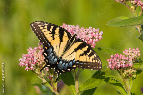 An Eastern Tiger Swallowtail (Papilio glaucus) feeds on milkweed (Asclepias sp.) in a Virginia wetland. photo