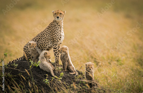 A cheetah mother and her 4 cubs scan the grasslands of the masai mara, Kenya. photo