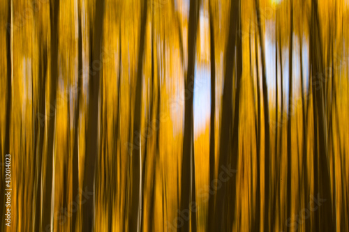 Abstract photograph of aspen trees in the fall using long exposure and movement.