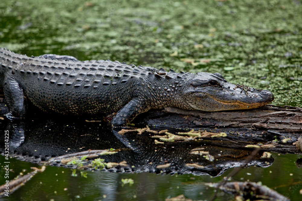 alligator sunning on a tree in the water, Brazos bend state park, Texas alligator sunning on a tree in the water, Brazos bend state park, Texas
