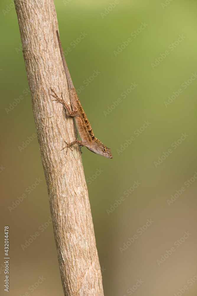 A male Brown Anole (Anolis sagrei), an invasive species from Cuba, photographed in southern Florida. A male Brown Anole (Anolis sagrei), an invasive species from Cuba, photographed in southern Florida.