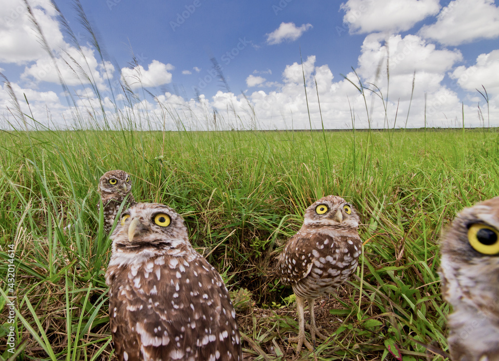 Burrowing owls photographed from a hidden camera outside their burrow