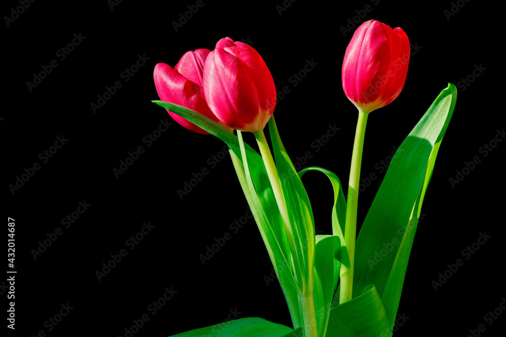 Three red tulips bouquet isolated on black. Three red tulips bouquet isolated on black.