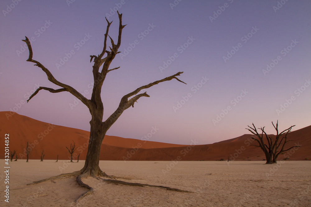 Dead tree against the sand dunes at dusk in Dead Vlei, Namibia. Dead tree against the sand dunes at dusk in Dead Vlei, Namibia.