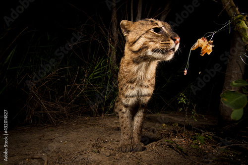 Rip Ear, a wild male fishing cat (Prion Ailurus viverrinus), triggers a camera trap hidden on a fish farm in Sam Roi Yod, Thailand. This endangered and elusive cat has rarely been photographed in the wild. Scientists estimate fewer than000 remain scattered around Thailand, Bangladesh, India and a handful of other countries. A few years ago, researcher Passanan Namfon Cutter discovered a new and rather robust population of fishing cats living intertwined with a fishing village in southeast Thailand. As part of her research, Cutter photographs fishing cats using simple camera traps and bait in the form of raw chicken bought from the grocery store. I worked under the guidance of Cutter and her assistants, using the same bait to get this image. The cats are already living in an impacted environment, finding their food from a variety of human and natural sources. I used a DSLR camera trap with Trail Master infrared trigger, three flashes, the handyman skills of Ruj the research assistant and scouting skills of Lung Oeow a fish farmer to get the shot. Fishing cats are under pressure from extreme habitat loss, especially from shrimp farming, and revenge killing. While we were there, Rip Ear showed up with a new scar across his eye. It's possible he is battling another male (also spotted in the area) as the land around him becomes more developed. During my time there, we saw his home almost entirely converted into a new shrimp farm. We were lucky though. Even with the development, Rip Ear paid our camera a visit towards the end of a 7-week expedition, as if to say he will keep surviving amidst the change, so long as a little room is left for him to roam. As an aside, we found out that the land around Rip Ear's home is available to rent for an astoundingly small sum by U.S. standards, about $1,700 for the year. Before leaving Thailand, some of our images along with the initiative of The WILD Foundation raised enough money to rent fishing cat habitat in the area for on