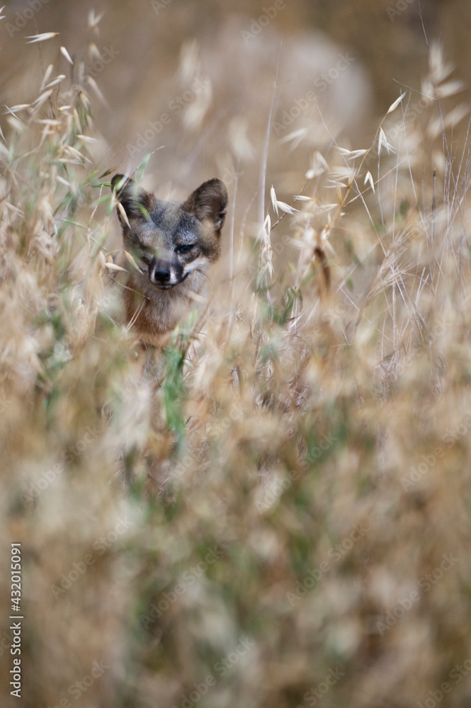Channel Islands Fox, Santa Cruz Island, Channel Islands National Park, California Channel Islands Fox, Santa Cruz Island, Channel Islands National Park, California