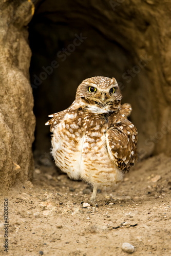 Othello, Washington: A portrait of a burrowing owl guarding its burrow.