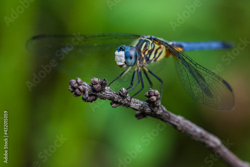 A dragonfly perches on a branch in the Jean Lafitte National Historical Park and Preserve, New Orleans, Louisiana. photo