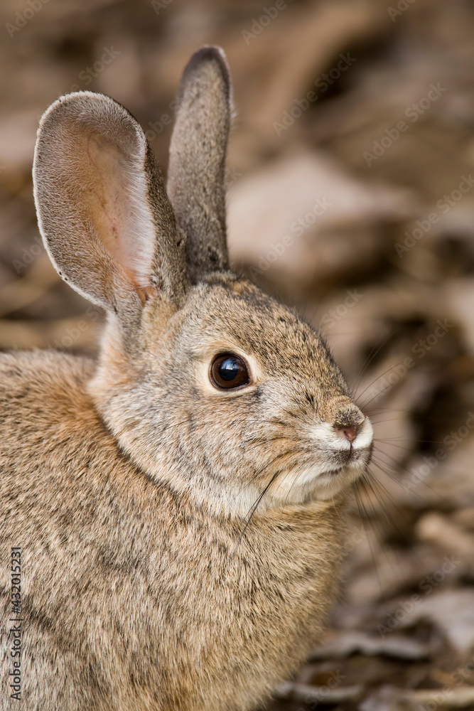 A Desert Cottontail (Sylvilagus audubonii) in the Truckee River valley, Nevada. A Desert Cottontail (Sylvilagus audubonii) in the Truckee River valley, Nevada.
