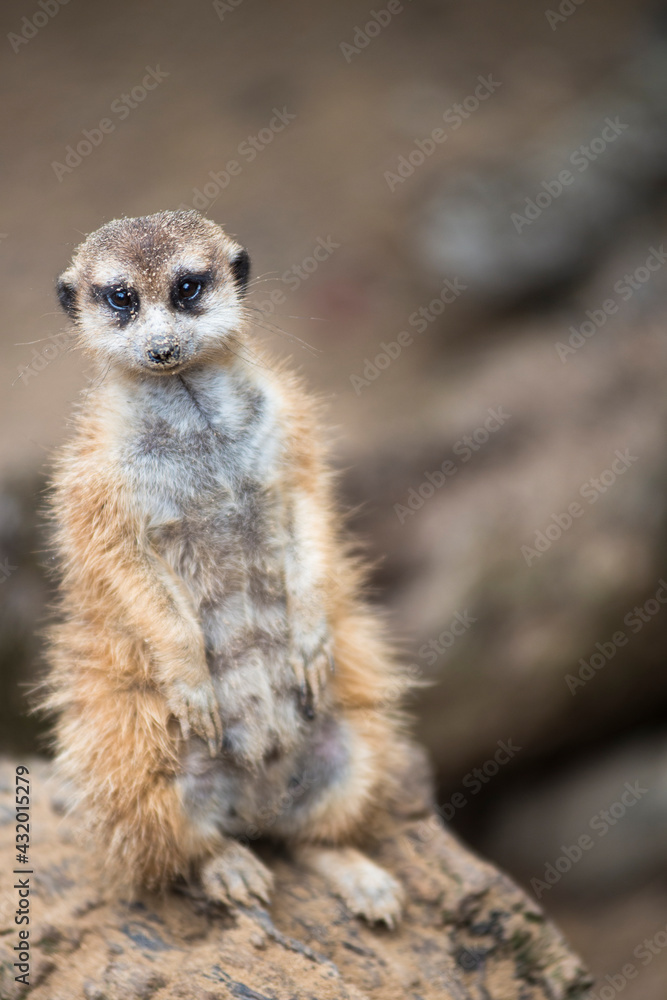 Lowry Park Zoo, FL: A meerkat standing watch Lowry Park Zoo, FL: A meerkat standing watch
