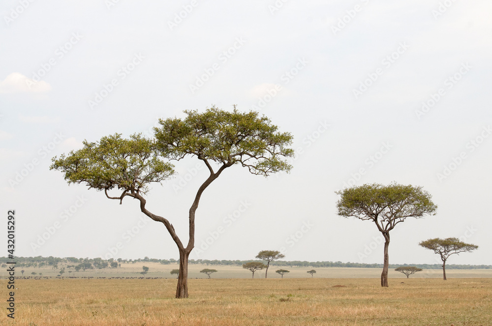 African landscape featuring acacia trees in Tanzania. African landscape featuring acacia trees in Tanzania.