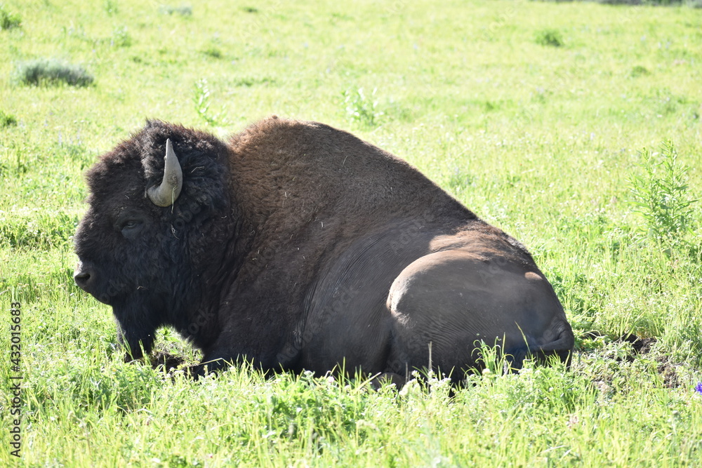 Bison, Yellowstone National Park