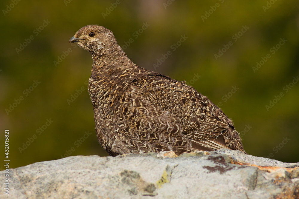 Blue (Sooty) Grouse, Yosemite National Park Stock Photo Adobe Stock