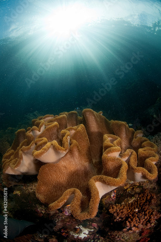 A reef scene with soft cora and sun ball in Triton Bay/Raja Ampat, Indonesia