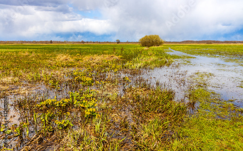 Early spring view of Biebrza river wetlands and nature reserve landscape with Marsh-marigold flowers in Mscichy village in Podlaskie voivodship in Poland photo