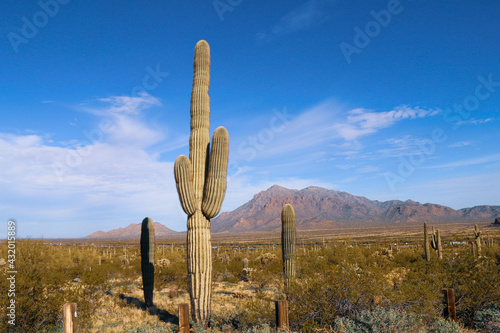 tall cactus bush tree plant in a desert setting with mountain range dry ranch land beyond landscape background