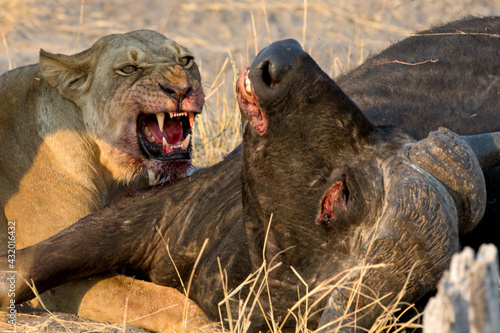 A lioness feeds on a recently killed cape buffalo.