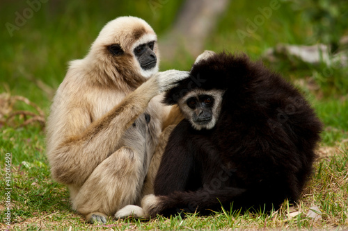 A pair of captive White Handed Gibbons, maintain the grooming standard at the zoo, California