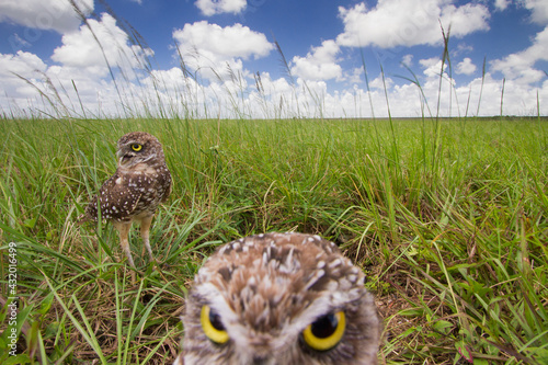 Burrowing owls photographed from a hidden camera outside their burrow in Homestead, Florida. photo