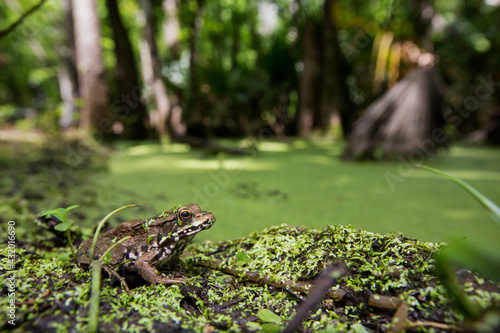 A Bronze Frog (Rana clamitans) in the swamp at Jean Lafitte National Historical Park and Preserve, New Orleans, Louisiana.