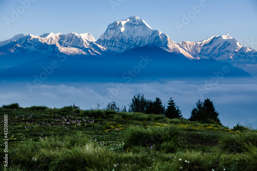 Dhaulagiri an 8000 meter peak in the morning sun - Poon Hill - Anapurna Circuit - Ghorepani, Nepal photo