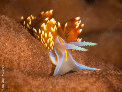 The Monterey Bay is home to a myriad of marine invertebrates such as this opalescent sea slug. photo