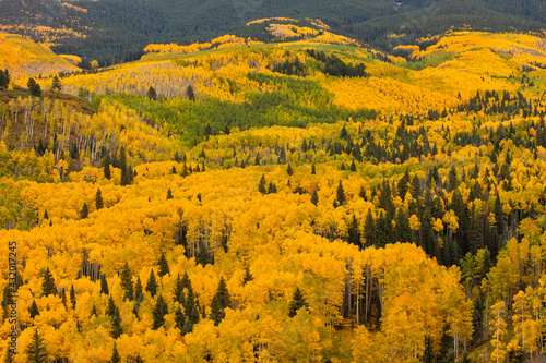 Quaking Aspen Groves and Conifers, San Juan Mountains, Colorado